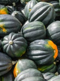 Acorn Squash