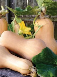 Butternut Squash