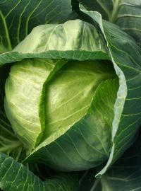 Stonehead Cabbage