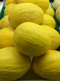 Canary Melon