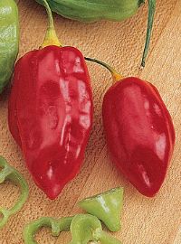 Caribbean Hot Pepper