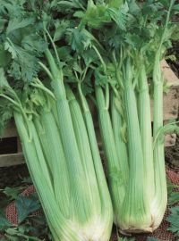 Celery - Giant Pascal