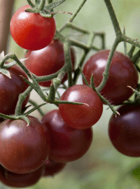 Chocolate Cherry Tomato