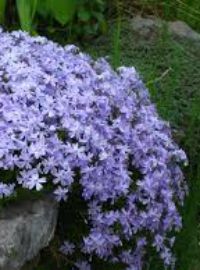 Phlox Stolonifera / Creeping Phlox