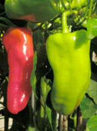 Cubanelle Sweet Pepper