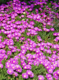 Delosperma / Ice Plant