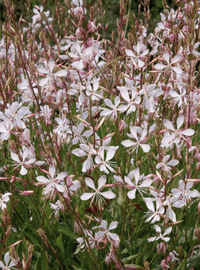 Gaura l. Sparkle White