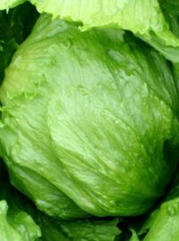 Iceberg Head Lettuce - Summertime