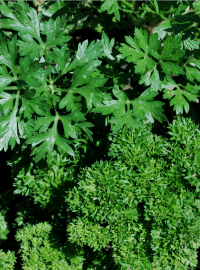 Parsley