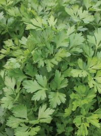 Italian Parsley