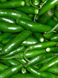 Serrano Hot Pepper