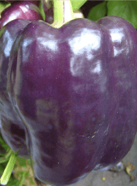 Purple Beauty Pepper