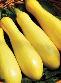 Yellow Straightneck Squash