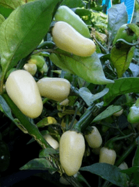 White Habanero Hot Pepper