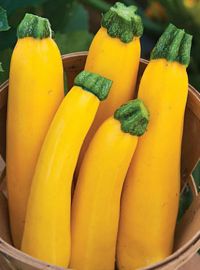 Yellow Zucchini