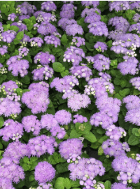 Ageratum