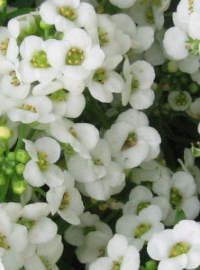 Alyssum