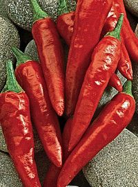 Anaheim Hot Pepper