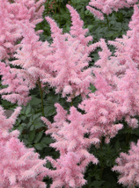 Astilbe