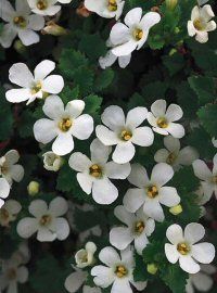 Bacopa