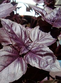 Red Basil