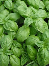 Sweet Basil