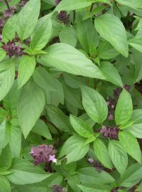 Thai Basil