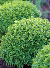 Boxwood Basil