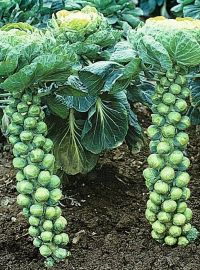 Brussels Sprouts