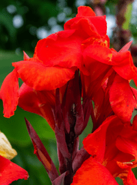 Canna Lily