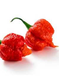 Carolina Reaper Hot Pepper