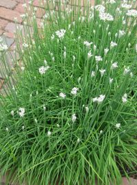 Garlic Chives