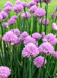 Chives