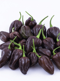 Chocolate Habanero Pepper