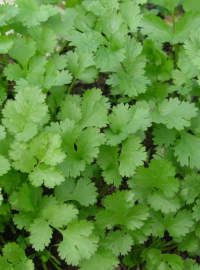 Cilantro / Coriander