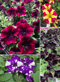 Petunias (Novelty Vegetatives)