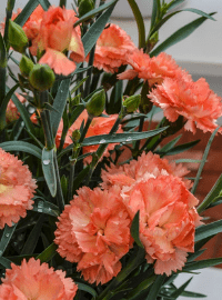 Dianthus Super Trouper