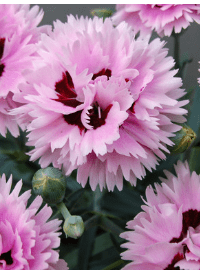 Dianthus Early Bird Series
