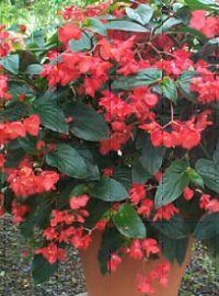 Dragon Wing Begonia