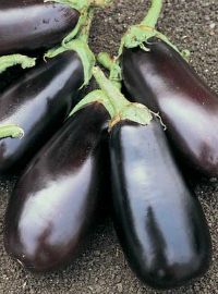 Eggplant - Classic Hybrid
