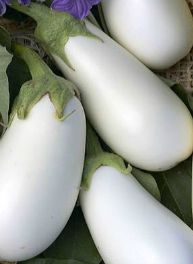 Eggplant - Ghostbuster Hybrid