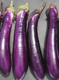 Oriental Eggplant