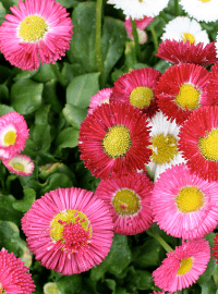 Bellis perennis Galaxy Mix