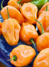 Habanero Hot Pepper