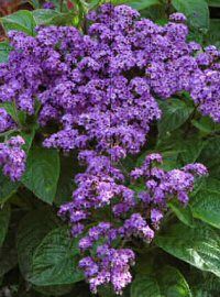 Heliotrope