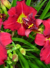 Hemerocallis