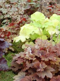 Heuchera