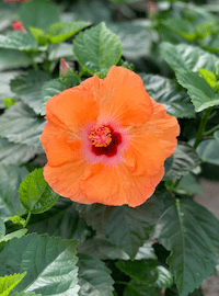 Tropical Hibiscus