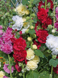 Alcea rosea Charter Series