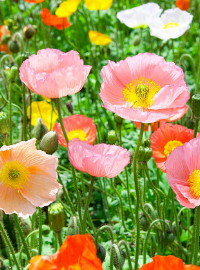 Papaver n. Champagne Bubbles